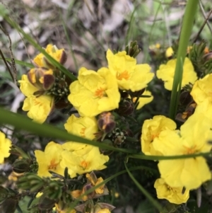 Hibbertia calycina at Hall, ACT - 28 Sep 2021