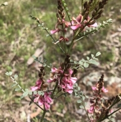 Indigofera adesmiifolia (Tick Indigo) at Hall, ACT - 28 Sep 2021 by rainer