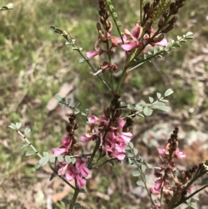 Indigofera adesmiifolia at Hall, ACT - 28 Sep 2021 10:07 AM