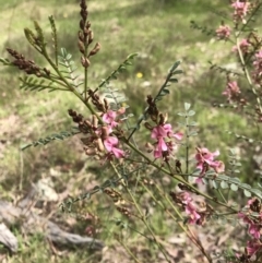 Indigofera adesmiifolia at Hall, ACT - 28 Sep 2021 10:07 AM