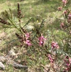 Indigofera adesmiifolia at Hall, ACT - 28 Sep 2021 10:07 AM