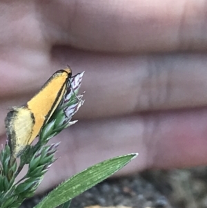 Philobota undescribed species near arabella at Garran, ACT - 25 Sep 2021