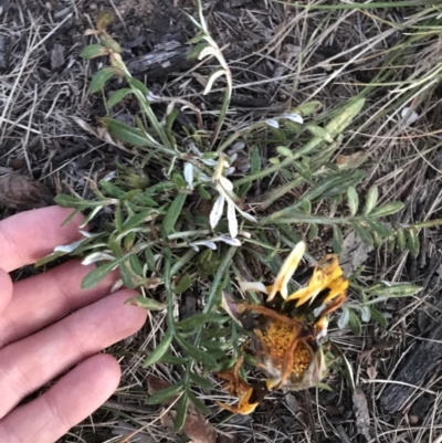 Gazania x splendens (Gazania) at Garran, ACT - 24 Sep 2021 by Tapirlord