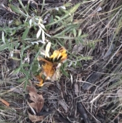 Gazania x splendens at Garran, ACT - 24 Sep 2021