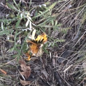 Gazania x splendens at Garran, ACT - 24 Sep 2021