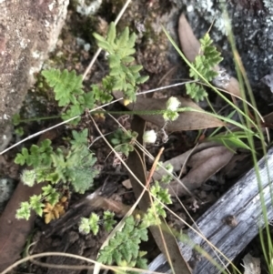 Cheilanthes distans at Garran, ACT - 24 Sep 2021 06:08 PM