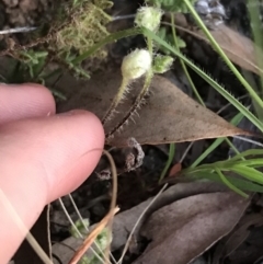 Cheilanthes distans at Garran, ACT - 24 Sep 2021 06:08 PM