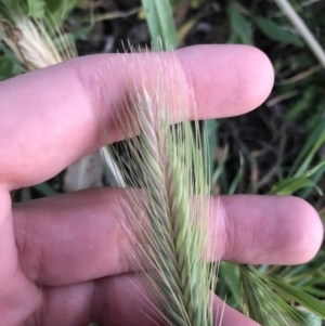 Hordeum leporinum at Hughes, ACT - 24 Sep 2021 06:01 PM