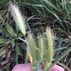 Hordeum leporinum at Hughes, ACT - 24 Sep 2021