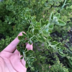 Einadia hastata (Berry Saltbush) at Red Hill to Yarralumla Creek - 24 Sep 2021 by Tapirlord