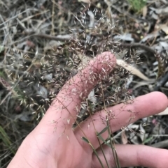 Aira elegantissima (Delicate Hairgrass) at Hughes Garran Woodland - 24 Sep 2021 by Tapirlord