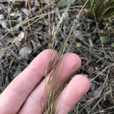 Austrostipa scabra (Corkscrew Grass, Slender Speargrass) at Hughes Garran Woodland - 24 Sep 2021 by Tapirlord