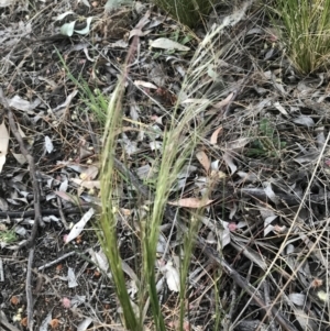 Austrostipa scabra at Hughes, ACT - 24 Sep 2021