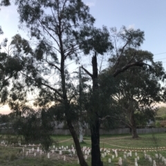 Eucalyptus nicholii (Narrow-leaved Black Peppermint) at Hughes Garran Woodland - 24 Sep 2021 by Tapirlord