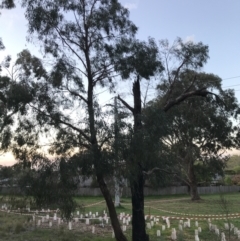 Eucalyptus nicholii (Narrow-leaved Black Peppermint) at Hughes, ACT - 24 Sep 2021 by Tapirlord