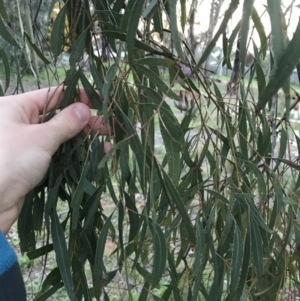 Eucalyptus nicholii at Hughes, ACT - 24 Sep 2021