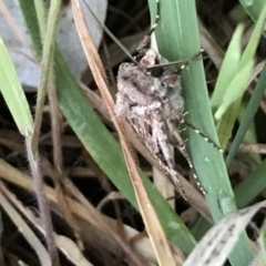 Agrotis munda (Brown Cutworm) at Garran, ACT - 24 Sep 2021 by Tapirlord