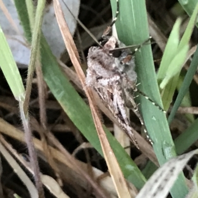 Agrotis munda (Brown Cutworm) at Hughes Garran Woodland - 24 Sep 2021 by Tapirlord