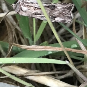 Agrotis munda at Garran, ACT - 24 Sep 2021