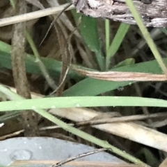 Agrotis munda at Garran, ACT - 24 Sep 2021 05:47 PM