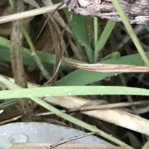 Agrotis munda at Garran, ACT - 24 Sep 2021 05:47 PM