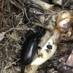 Harpalini sp. (tribe) (Harpaline carab beetle) at Hughes Garran Woodland - 24 Sep 2021 by Tapirlord