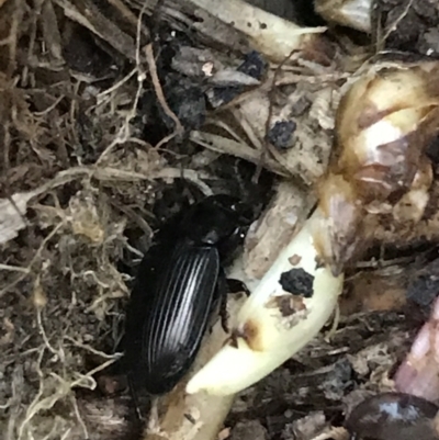 Harpalini sp. (tribe) (Harpaline carab beetle) at Hughes Garran Woodland - 24 Sep 2021 by Tapirlord
