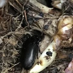 Harpalini sp. (tribe) at Garran, ACT - 24 Sep 2021