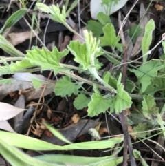 Convolvulus angustissimus subsp. angustissimus (Australian Bindweed) at Hughes Garran Woodland - 24 Sep 2021 by Tapirlord