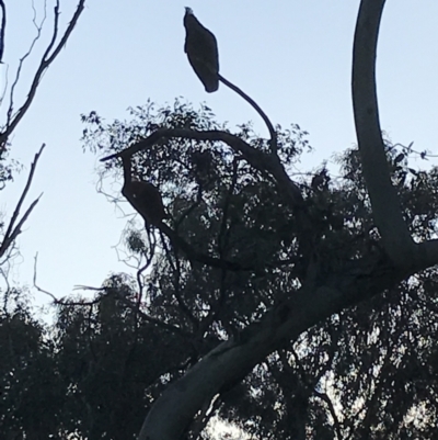 Callocephalon fimbriatum (Gang-gang Cockatoo) at Hughes Garran Woodland - 24 Sep 2021 by Tapirlord