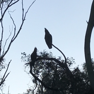 Callocephalon fimbriatum at Garran, ACT - 24 Sep 2021