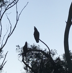 Callocephalon fimbriatum at Garran, ACT - 24 Sep 2021