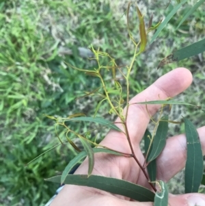 Eucalyptus elata at Garran, ACT - 24 Sep 2021