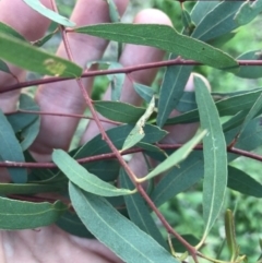 Eucalyptus elata at Garran, ACT - 24 Sep 2021