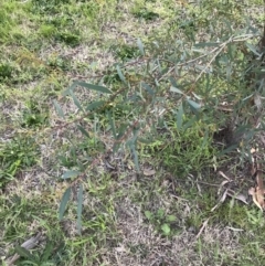 Eucalyptus elata at Garran, ACT - 24 Sep 2021 05:39 PM