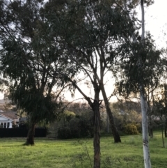 Eucalyptus elata at Garran, ACT - 24 Sep 2021 05:39 PM