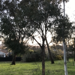 Eucalyptus elata at Garran, ACT - 24 Sep 2021 05:39 PM