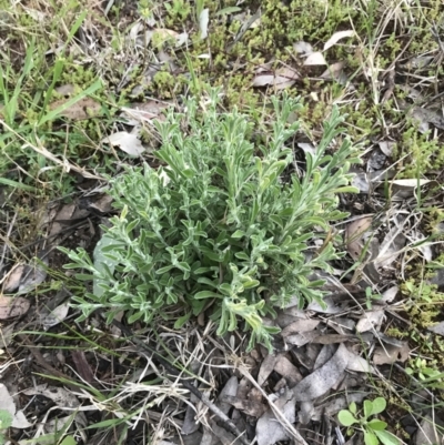 Vittadinia cuneata var. cuneata (Fuzzy New Holland Daisy) at Garran, ACT - 24 Sep 2021 by Tapirlord