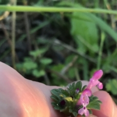 Lamium amplexicaule (Henbit, Dead Nettle) at Red Hill to Yarralumla Creek - 24 Sep 2021 by Tapirlord