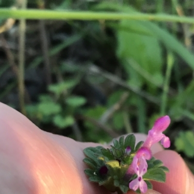 Lamium amplexicaule (Henbit, Dead Nettle) at Red Hill to Yarralumla Creek - 24 Sep 2021 by Tapirlord