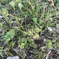 Lamium amplexicaule at Garran, ACT - 24 Sep 2021