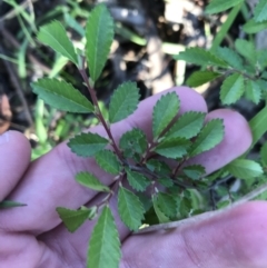 Ulmus parvifolia (Chinese Elm) at Garran, ACT - 24 Sep 2021 by Tapirlord