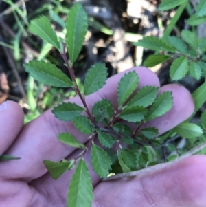 Ulmus parvifolia at Garran, ACT - 24 Sep 2021