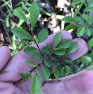 Ulmus parvifolia at Garran, ACT - 24 Sep 2021 05:17 PM