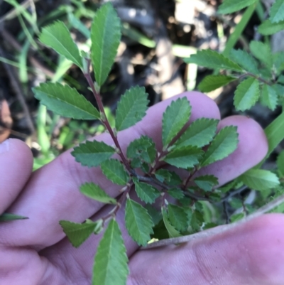 Ulmus parvifolia (Chinese Elm) at Garran, ACT - 24 Sep 2021 by Tapirlord