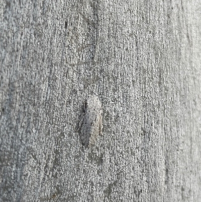 Ledromorpha planirostris (A leafhopper) at Chapman, ACT - 28 Sep 2021 by WindyHen