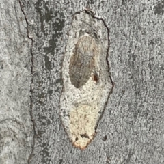 Ledromorpha planirostris at Chapman, ACT - 28 Sep 2021