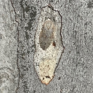 Ledromorpha planirostris at Chapman, ACT - 28 Sep 2021