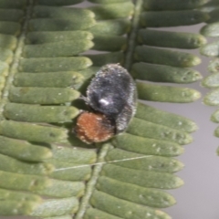 Cryptolaemus montrouzieri (Mealybug ladybird) at Bruce, ACT - 27 Sep 2021 by AlisonMilton