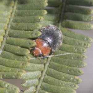 Cryptolaemus montrouzieri at Bruce, ACT - 27 Sep 2021